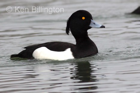 tufted-duck-aythya-fuligula-11