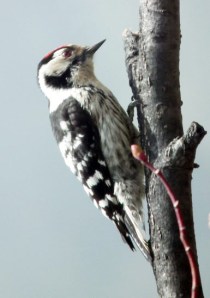 Foto gentilesa del Josep Elies de Puigcerdà. Va tenir la sort de fer aquesta foto des de casa seva!