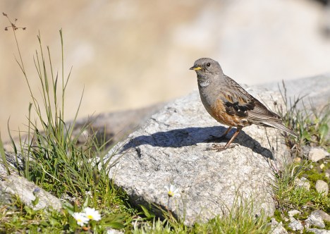 Cercavores (Prunella collaris)