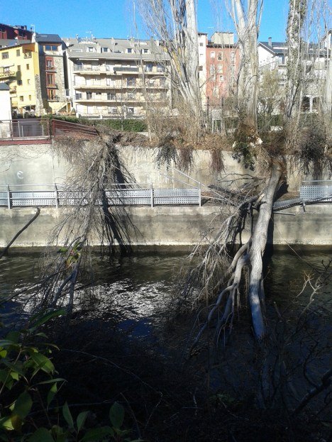Cimals (que semblen troncs) de glops del parc del Segre.