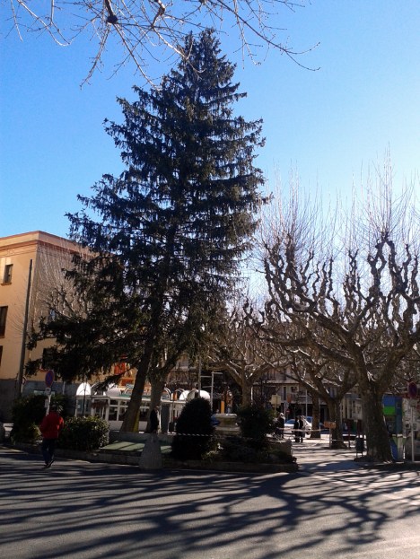 Pícea del cap del Passeig inclinada. Aviam com acabarà...