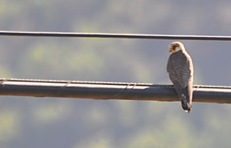 Falco vespertinus femella