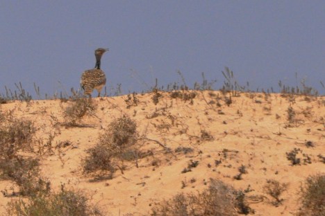 Una de les 7 hubares observades a prop de Famara.