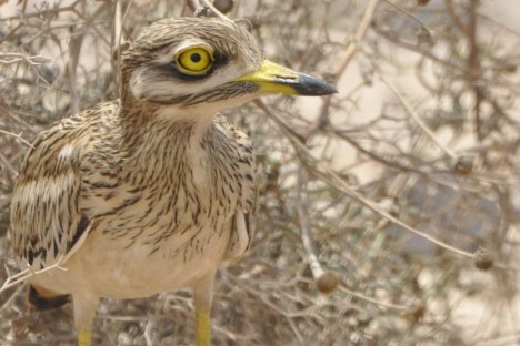El torlit basa la seva supervivència en el camuflatge, però la grogor d'ulls, bec i potes el delaten quan s'hi està tan a prop.