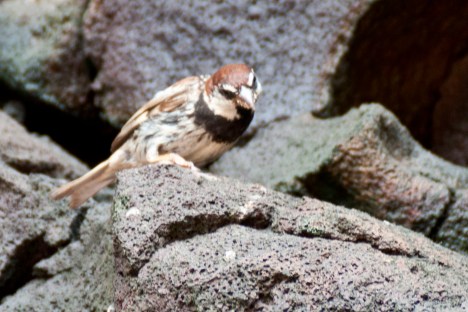 Mascle de pardal de passa. Noteu les pigalles negres de les vores del pit i panxa.