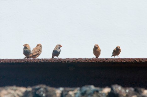 Grup de pinsans trompeters. Els exemplars marrons són joves de l'any, mentre que el del bec vermell és un mascle adult.