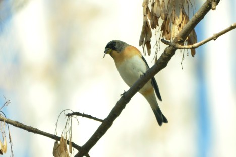 Menjant llavors de freixera amb desfici.